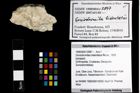Foto (Objekt + Etiketten) von Goniodromites bidentatus (Reuss, 1859) 